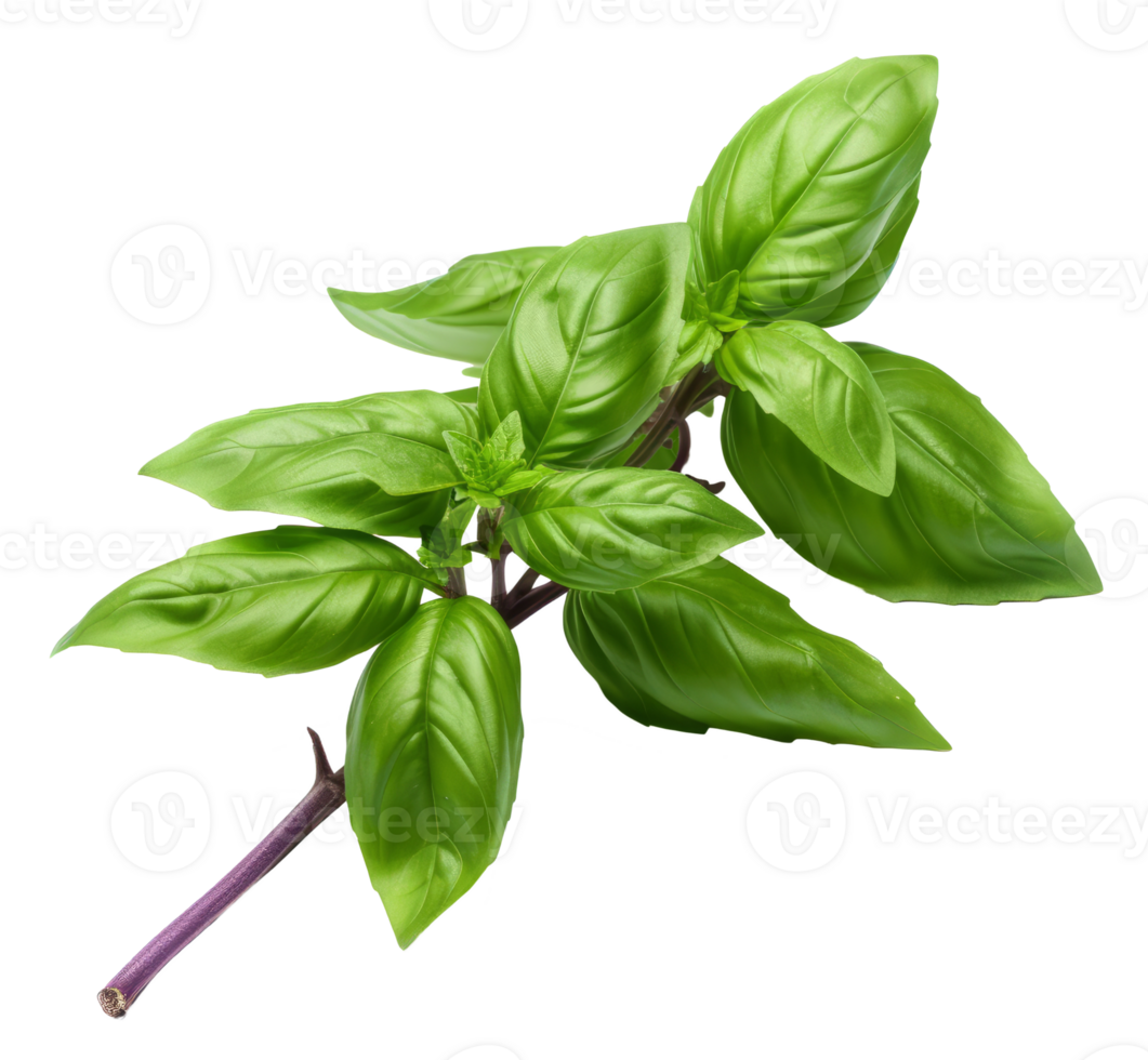 thai basil isolated on transparent background png