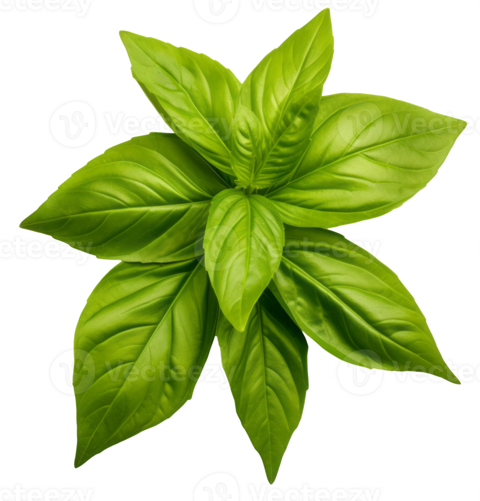 thai basil isolated on transparent background png