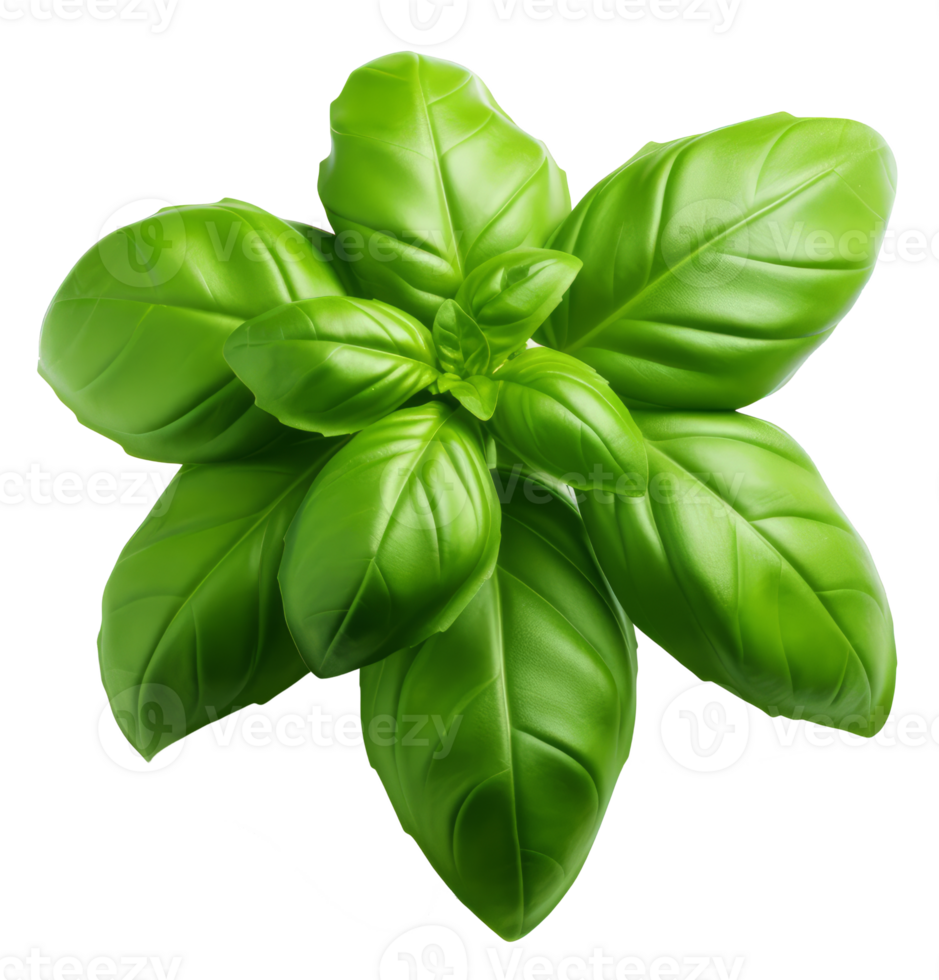 basil isolated on transparent background png