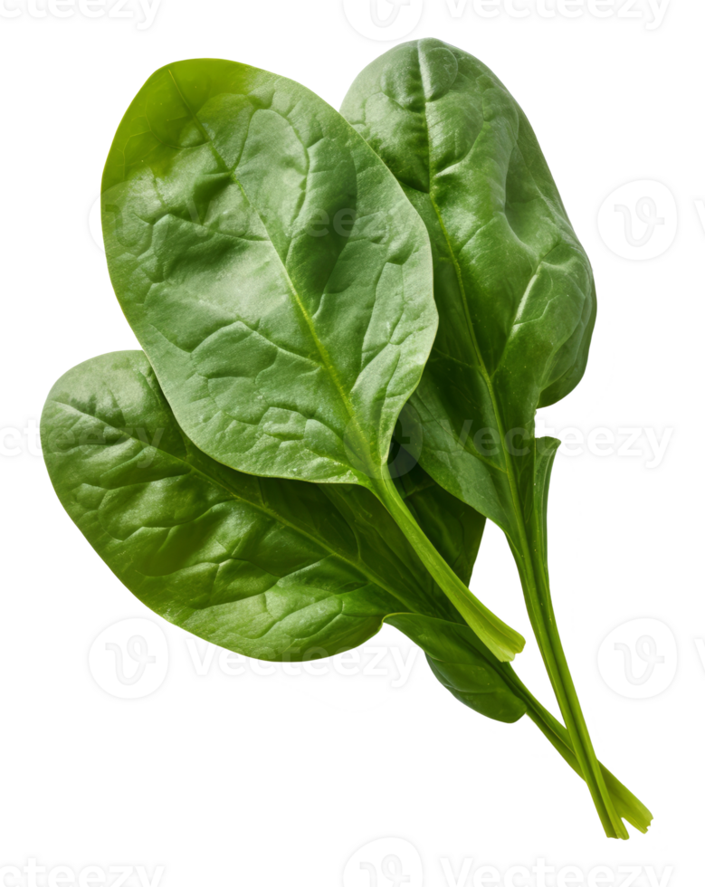 spinach isolated on transparent background png