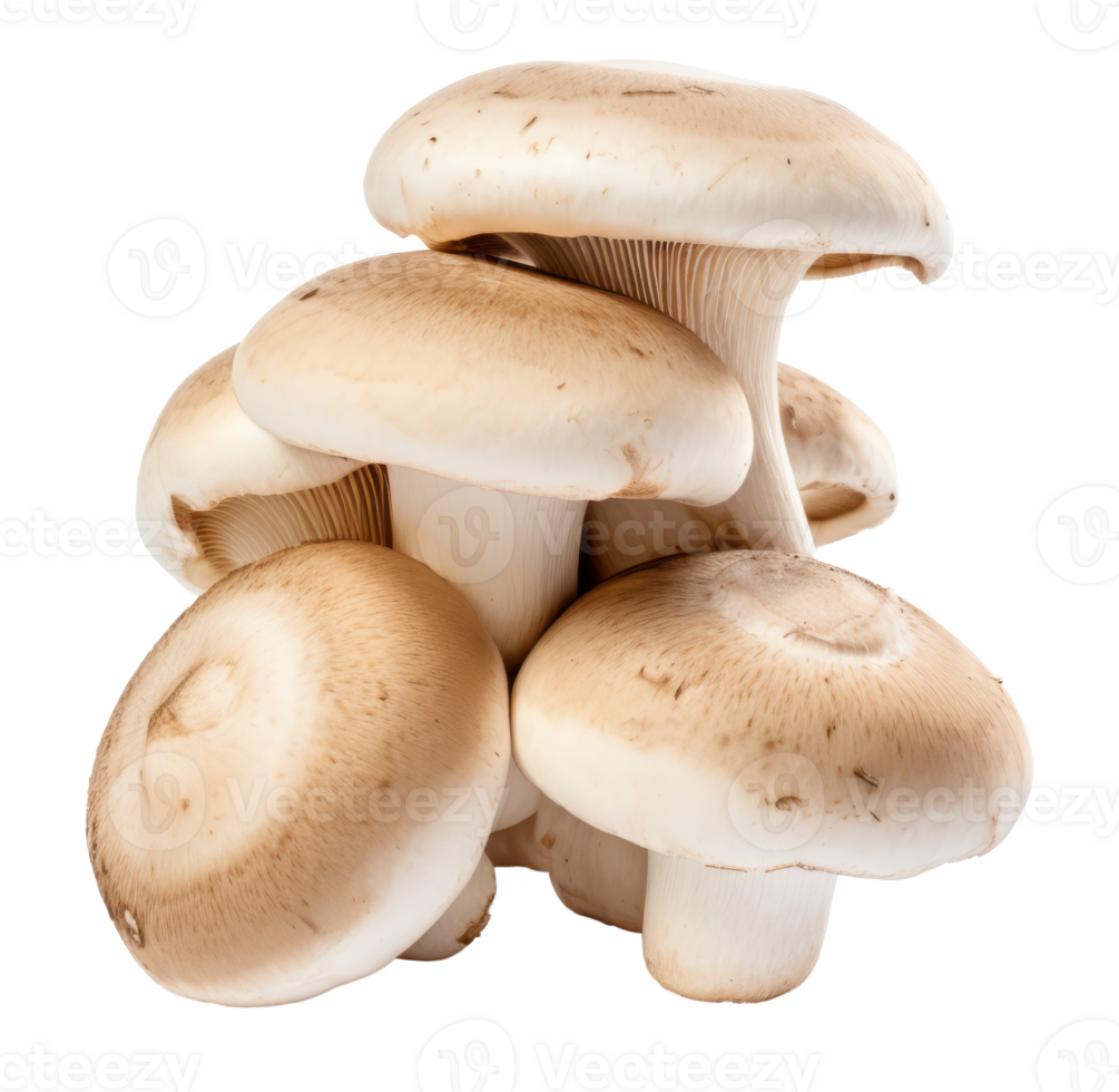 mushroom isolated on transparent background png