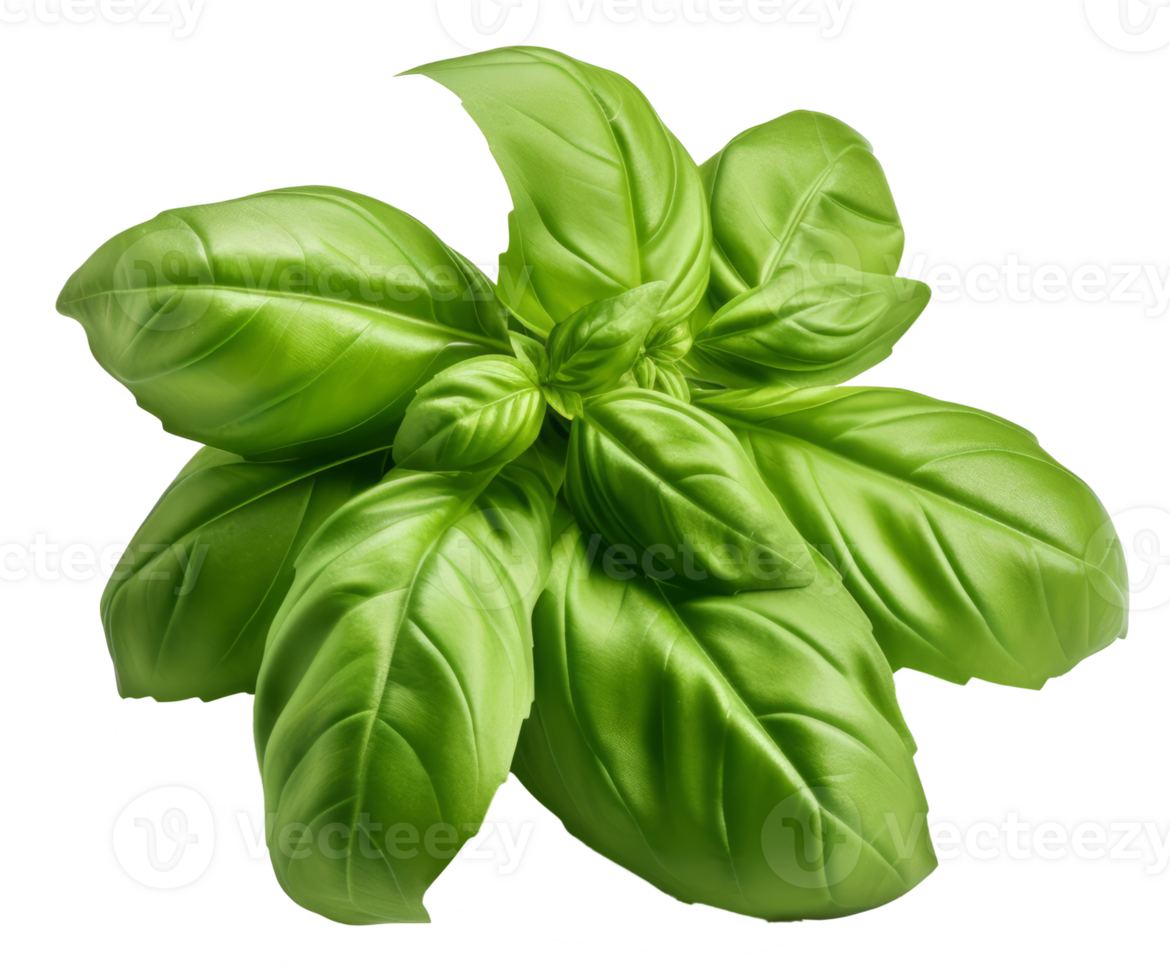 basil isolated on transparent background png