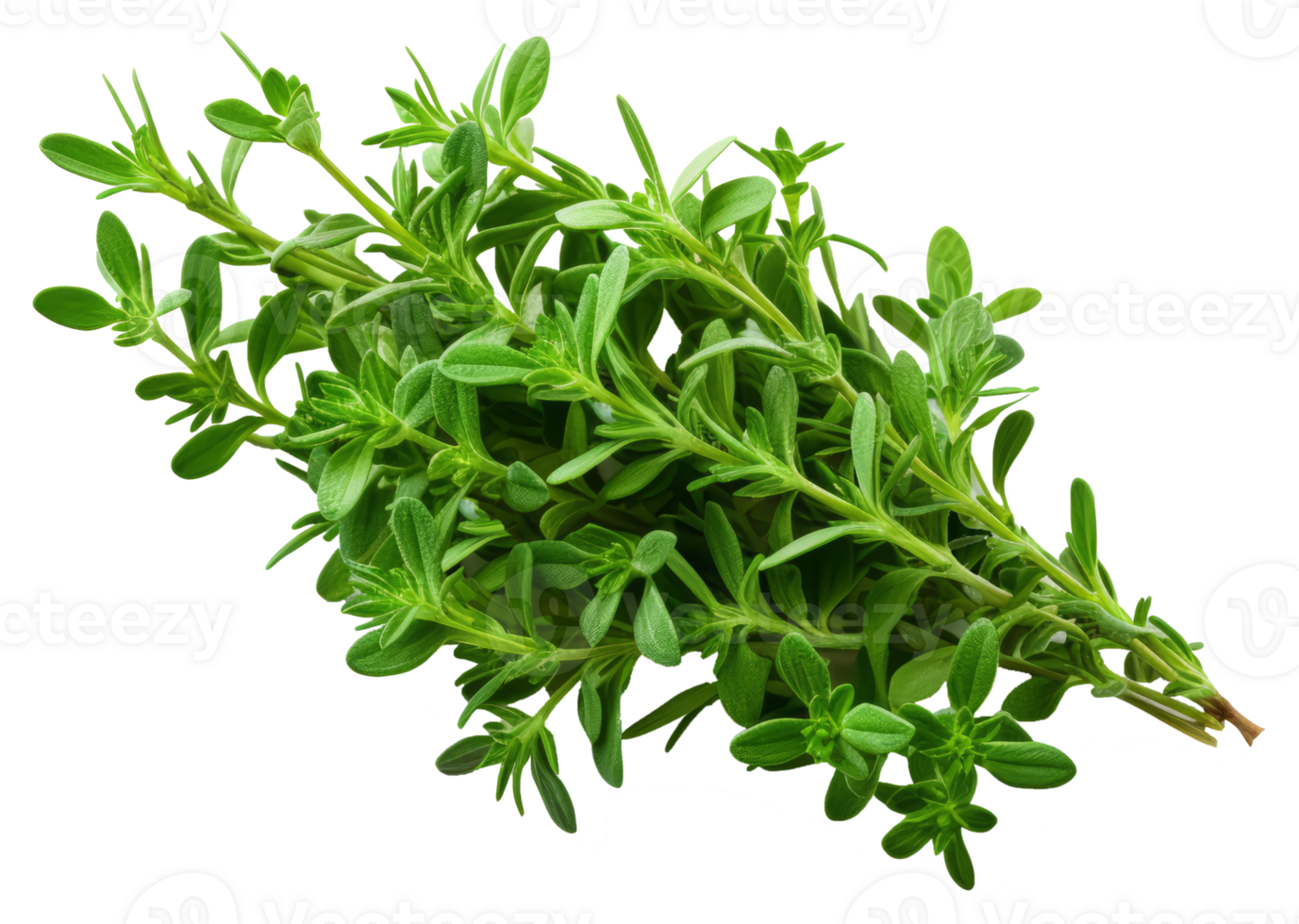 thyme isolated on transparent background png
