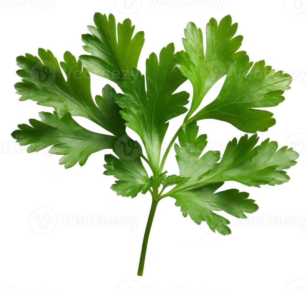parsley isolated on transparent background png