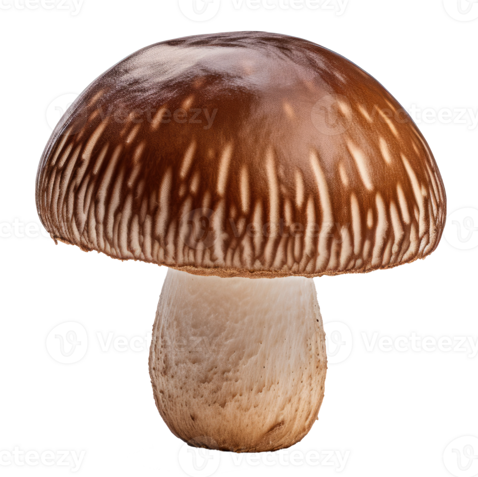 mushroom isolated on transparent background png