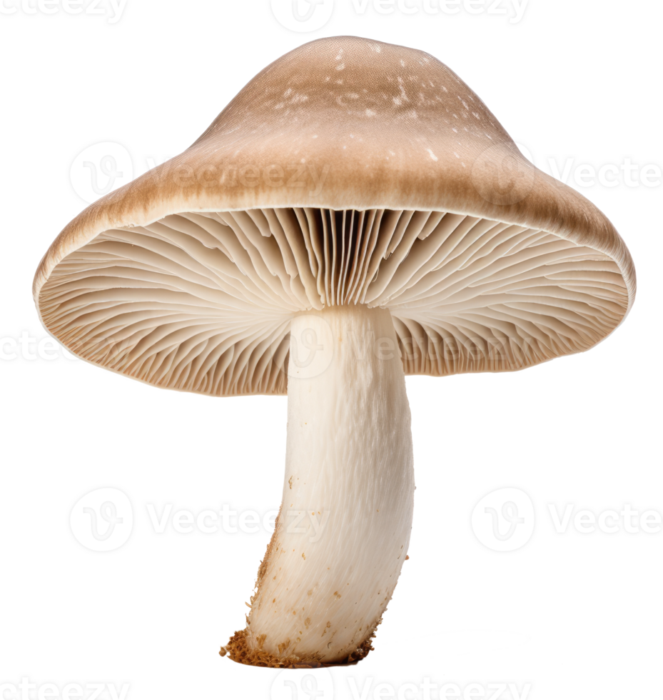 mushroom isolated on transparent background png