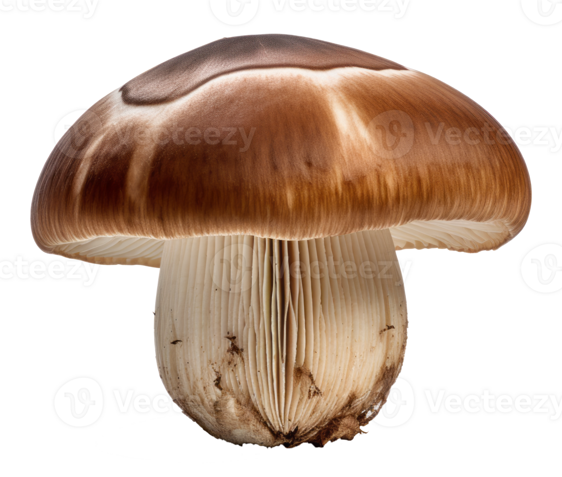 mushroom isolated on transparent background png