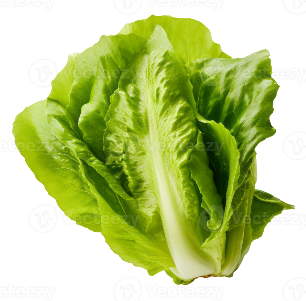 lettuce isolated on transparent background png