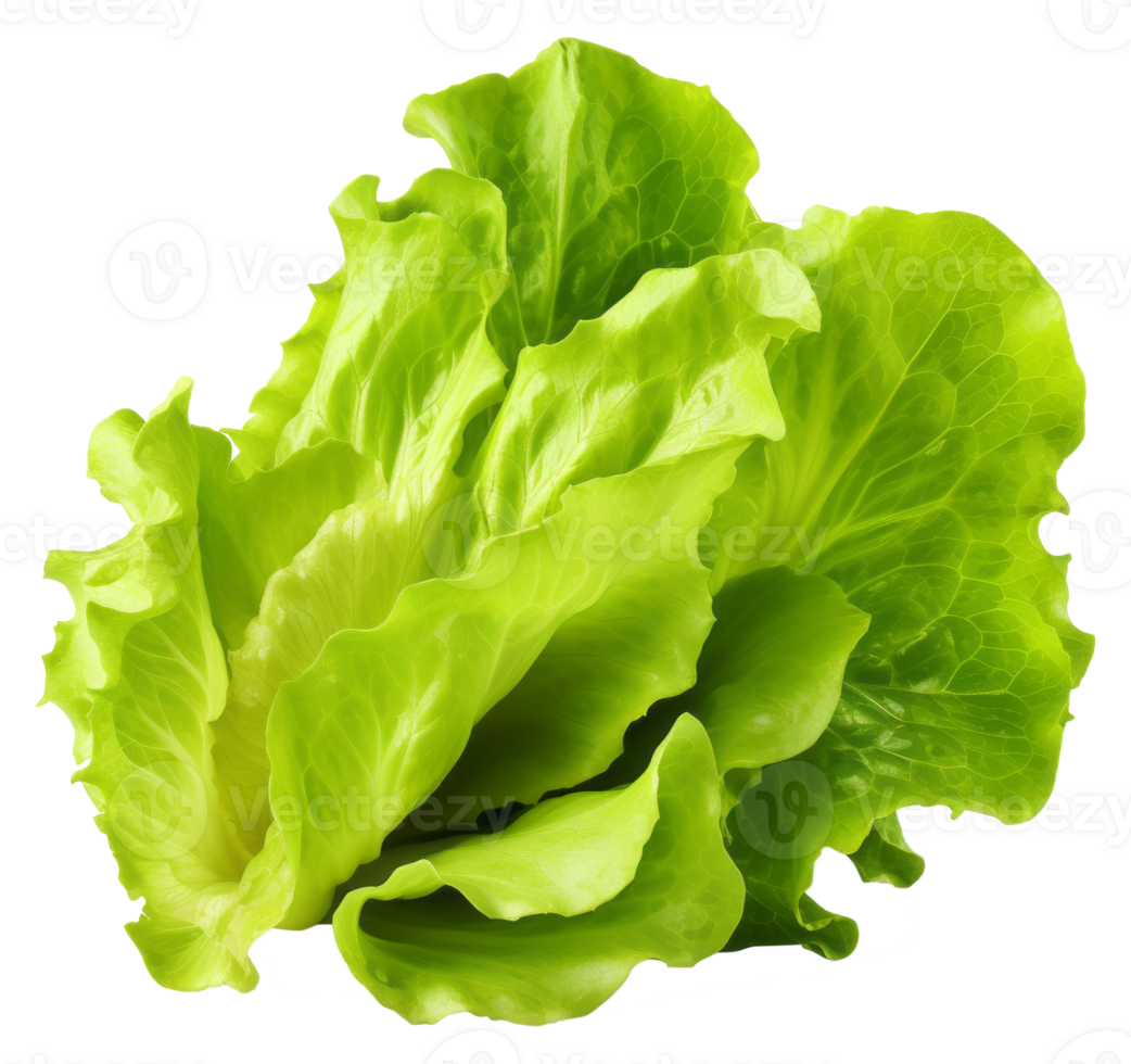lettuce isolated on transparent background png