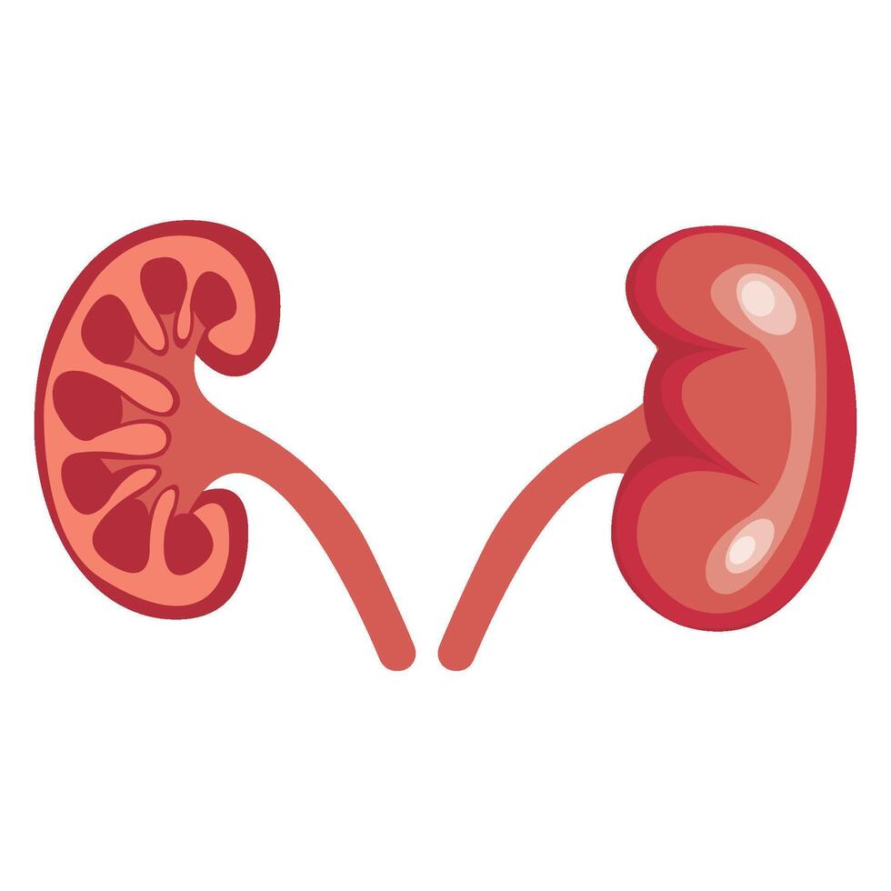 kidney icon illustration design template vector