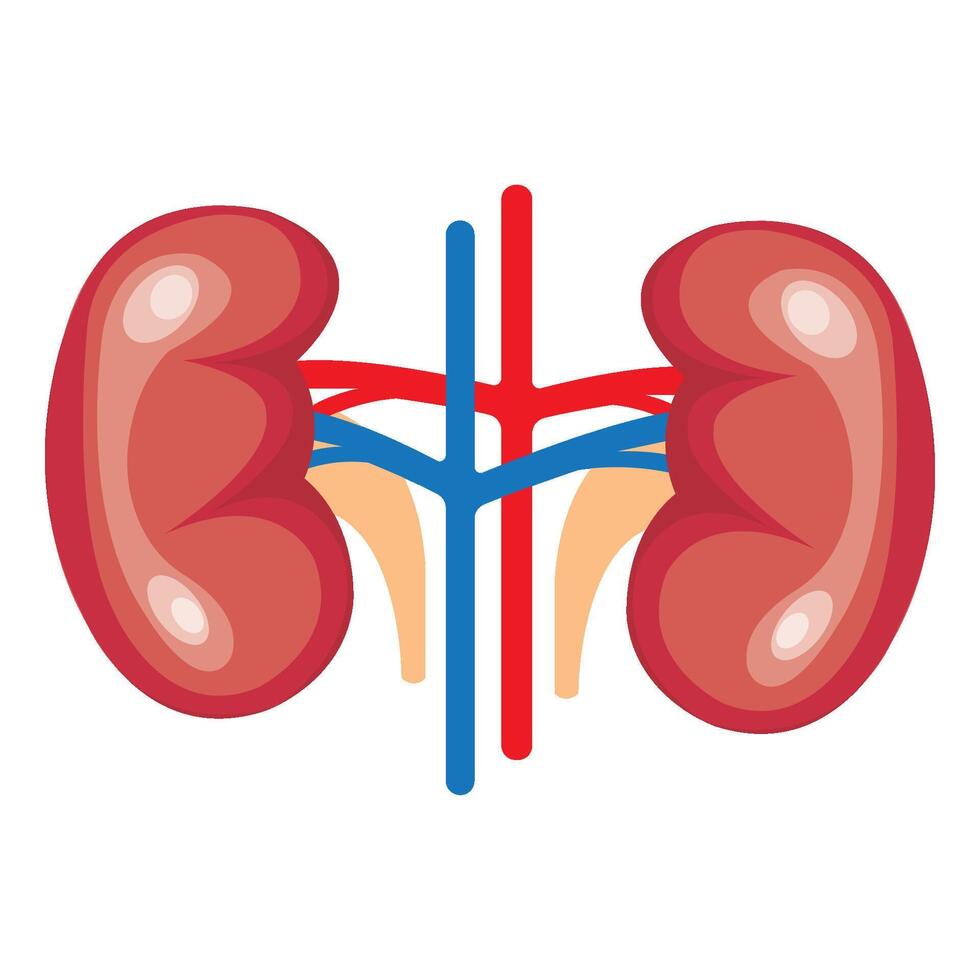 kidney icon illustration design template vector