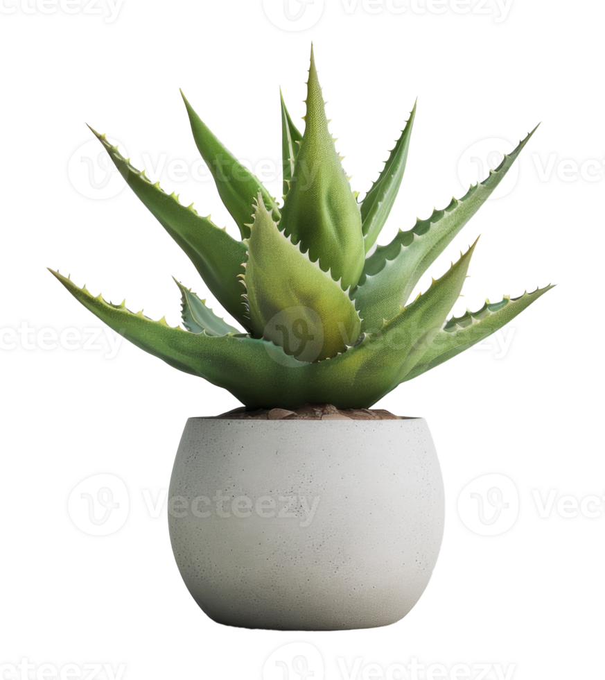 aloe vera isolated on transparent background png