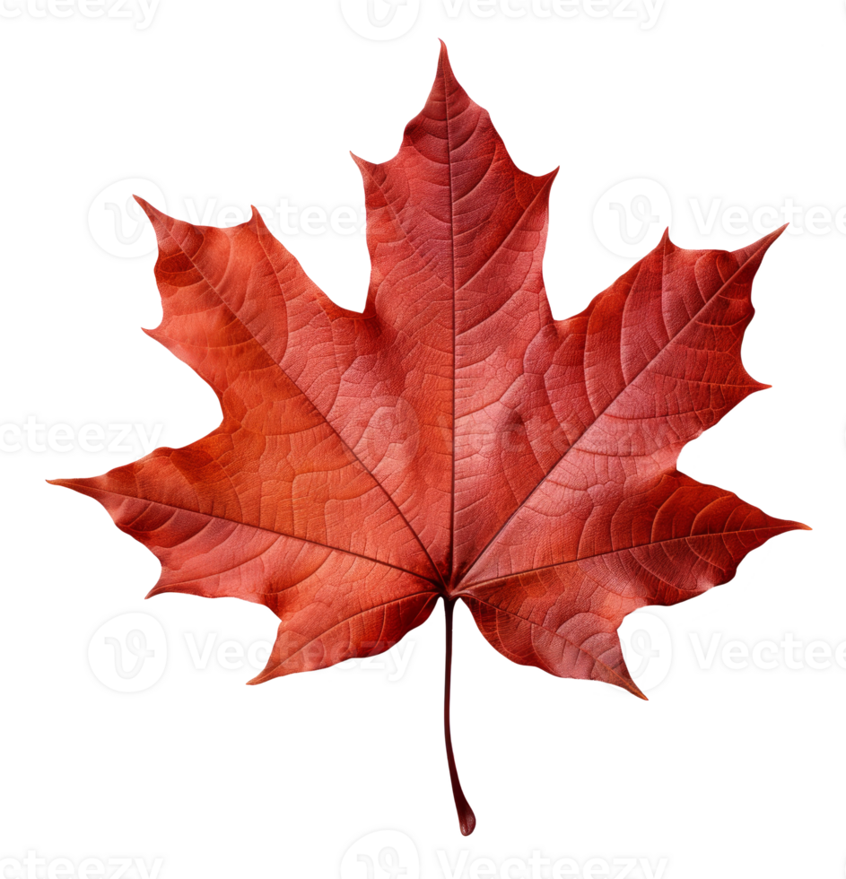 maple leaf isolated on transparent background png