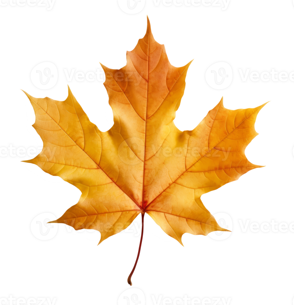 maple leaf isolated on transparent background png