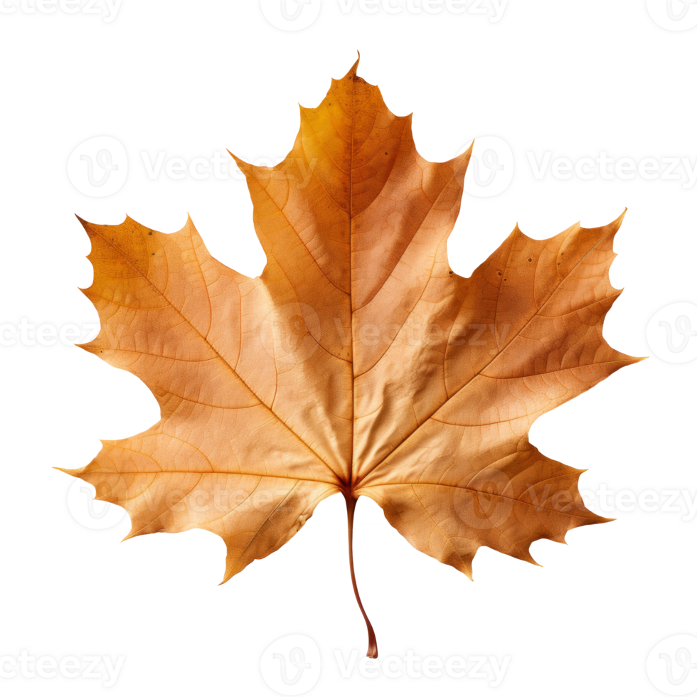 maple leaf isolated on transparent background png