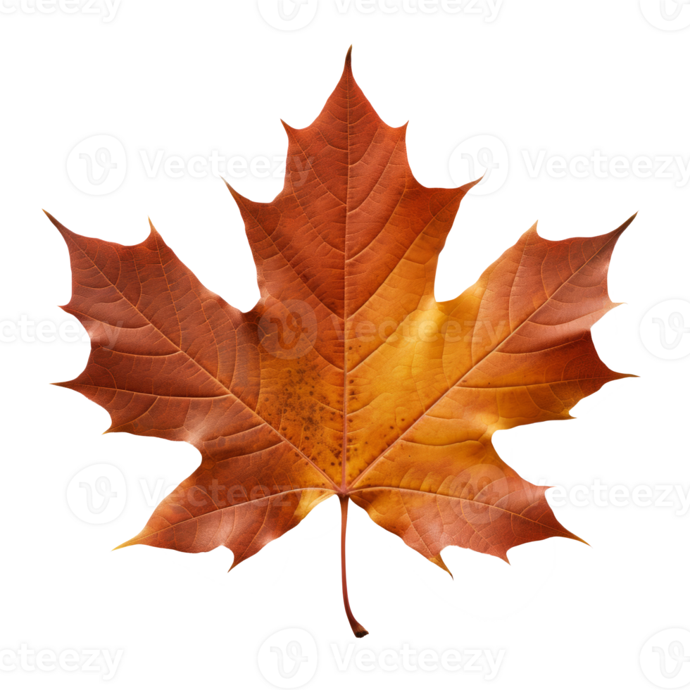 maple leaf isolated on transparent background png