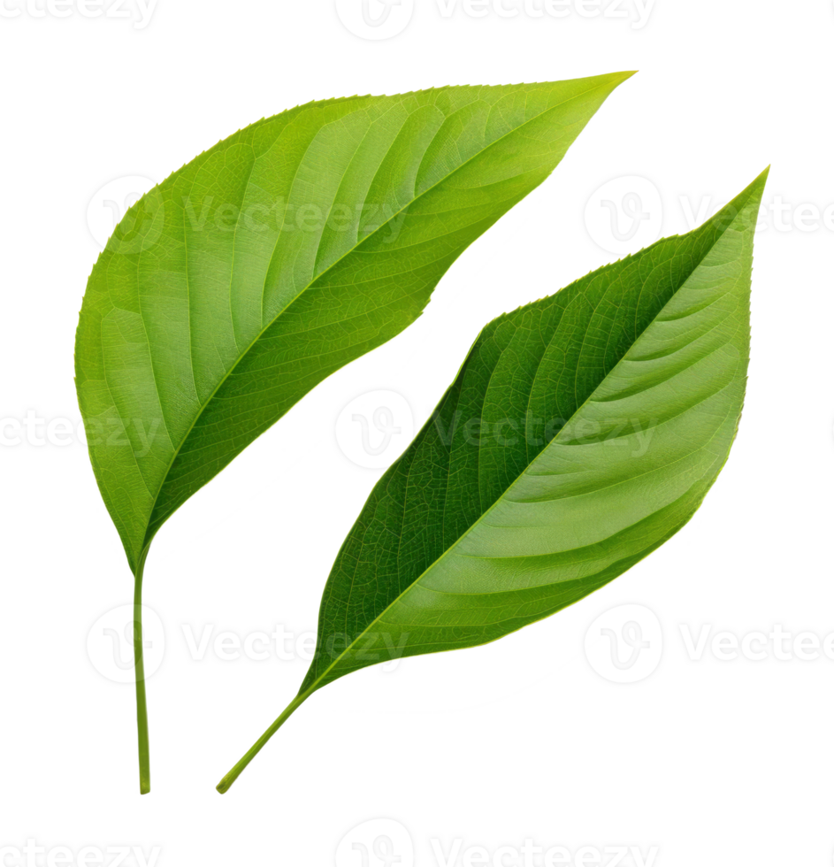 green leaf isolated on transparent background png