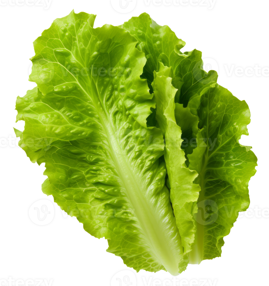 lettuce isolated on transparent background png