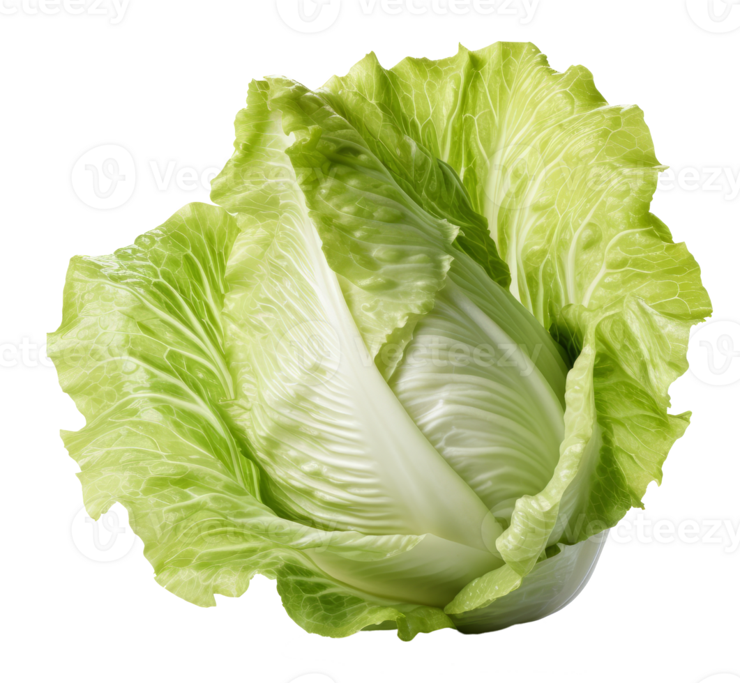 lettuce isolated on transparent background png