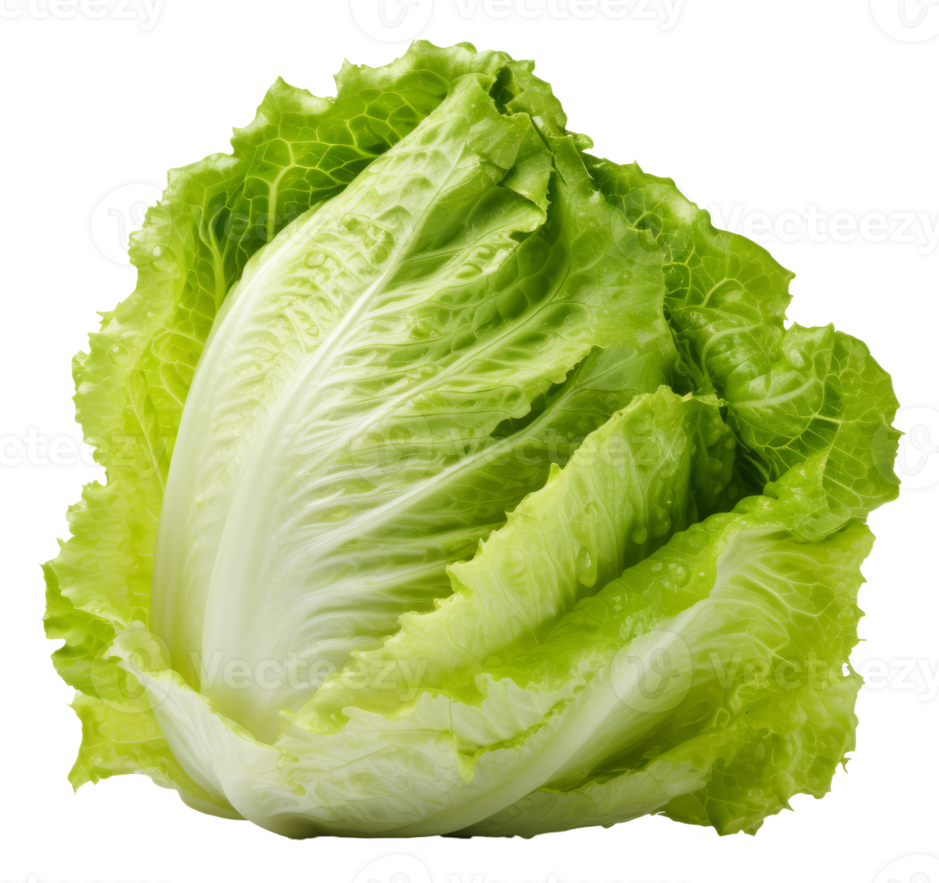 lettuce isolated on transparent background png