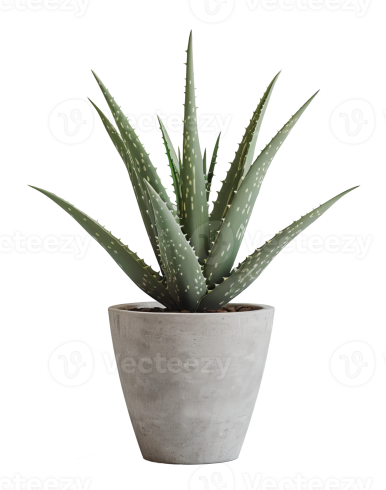 aloe vera isolated on transparent background png