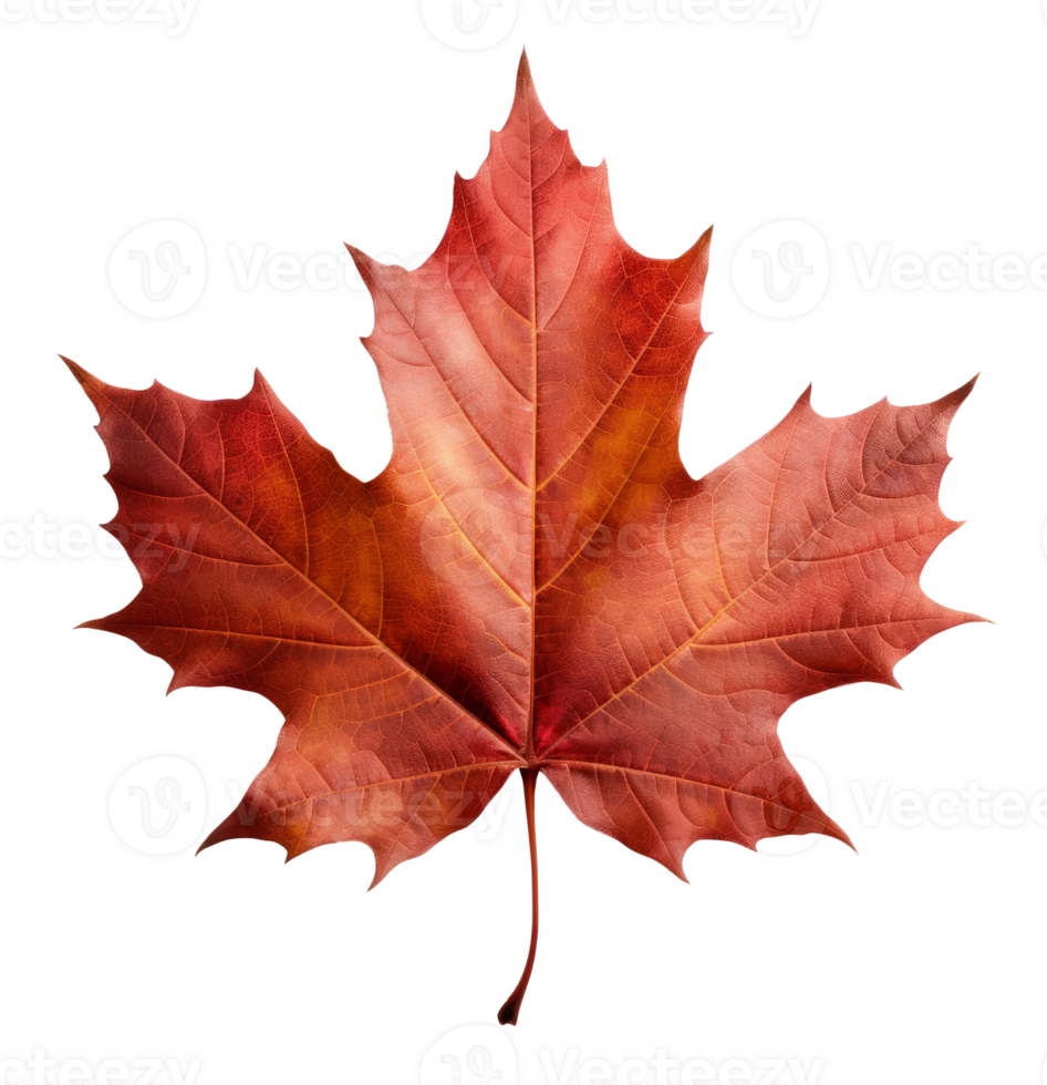 maple leaf isolated on transparent background png