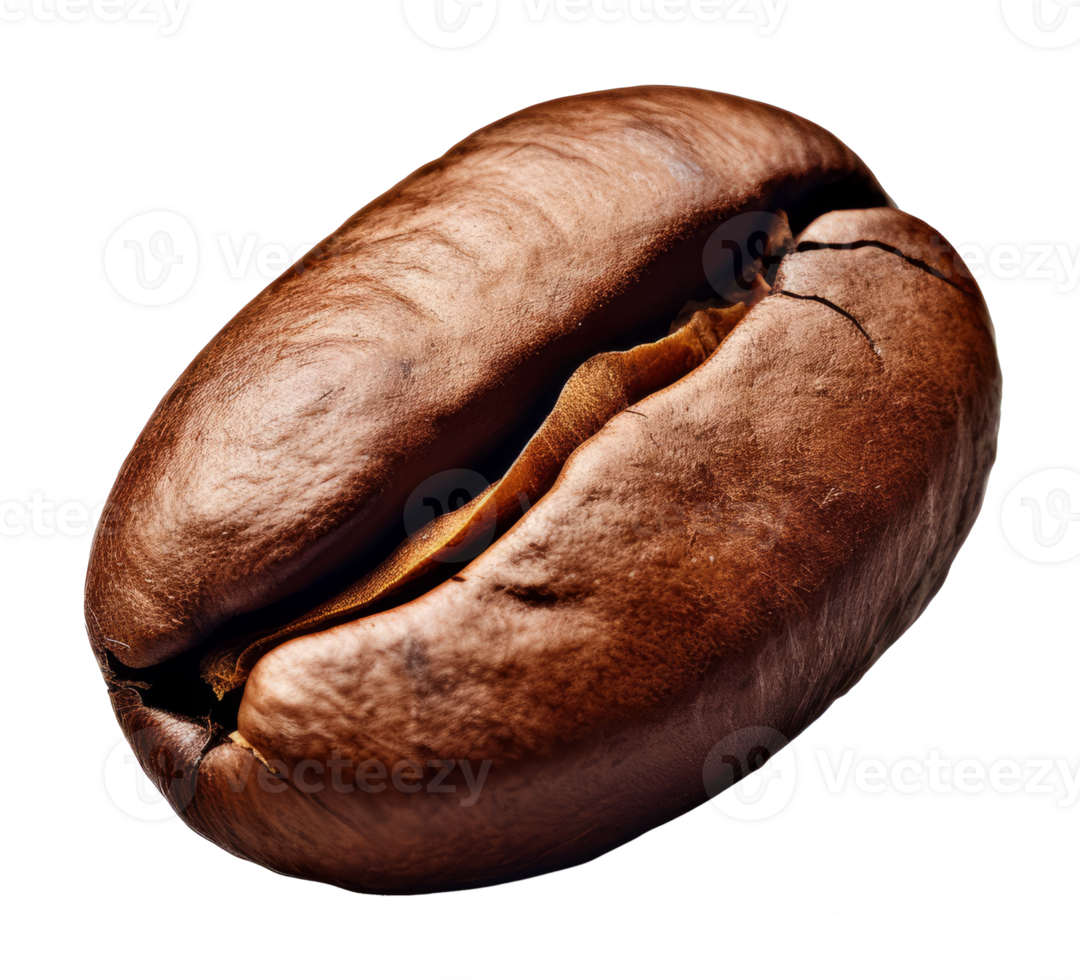 coffee bean isolated on transparent background png