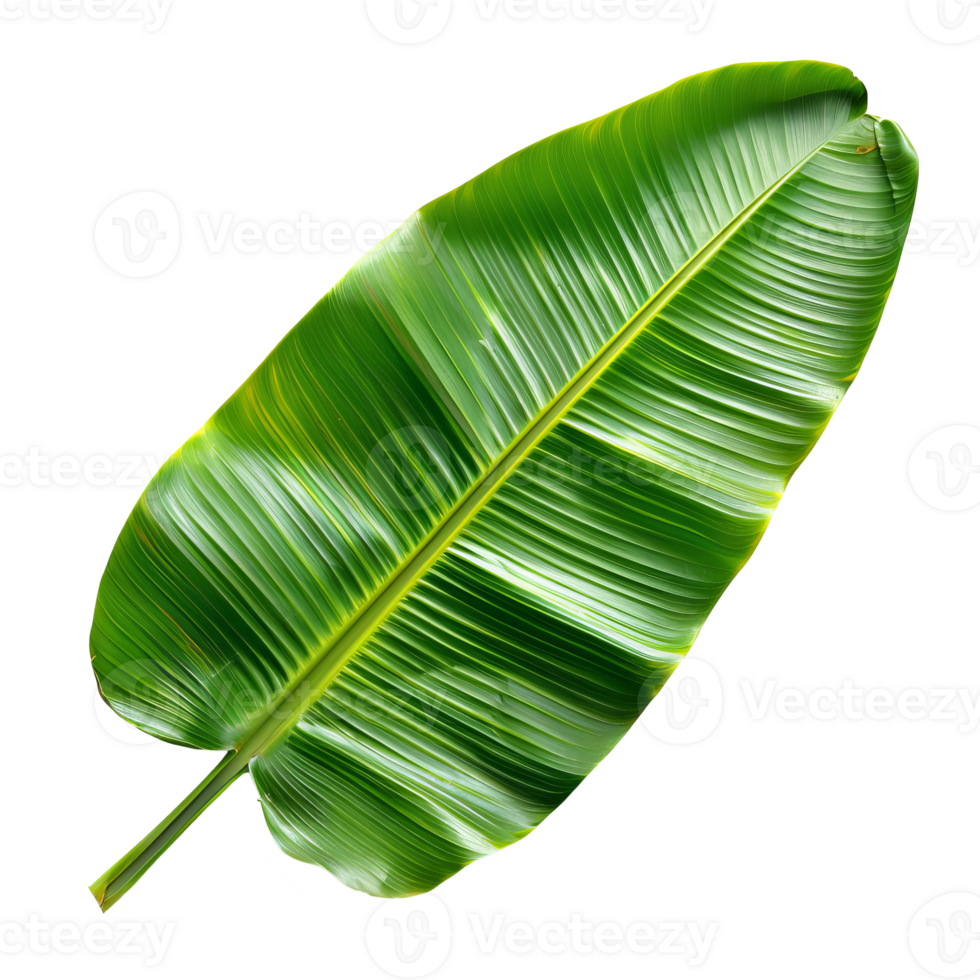 banana leaf on transparent background png