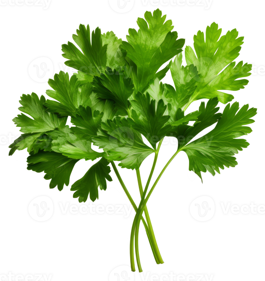 parsley isolated on transparent background png