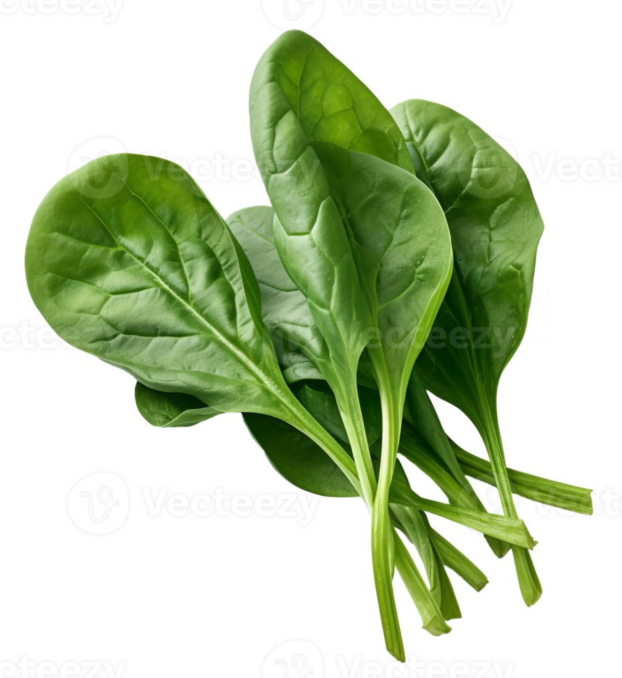 spinach isolated on transparent background png