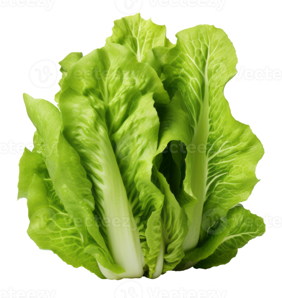 lettuce isolated on transparent background png