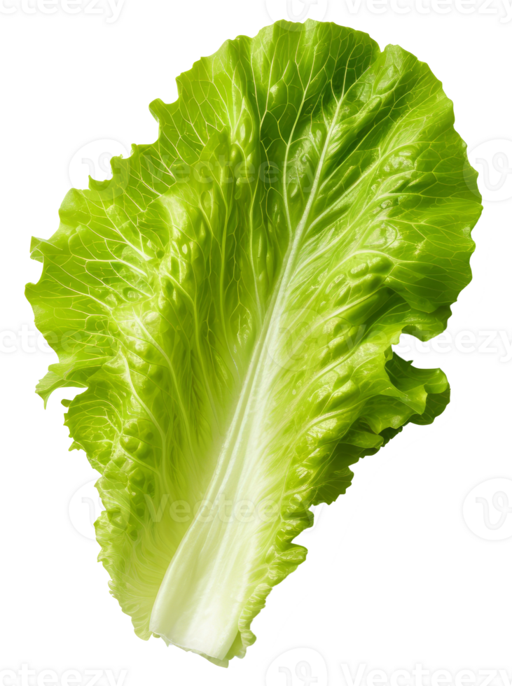 lettuce isolated on transparent background png