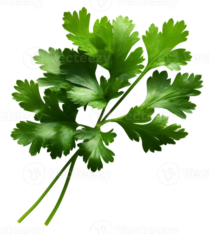 parsley isolated on transparent background png