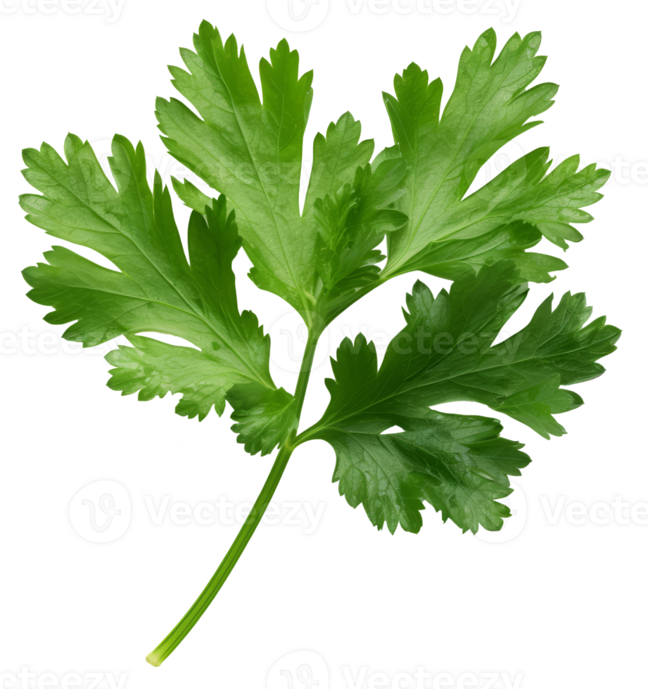 parsley isolated on transparent background png