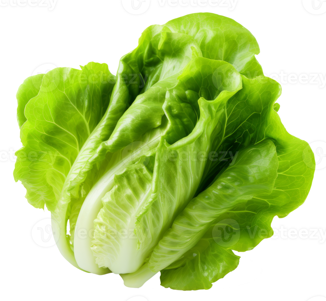 lettuce isolated on transparent background png