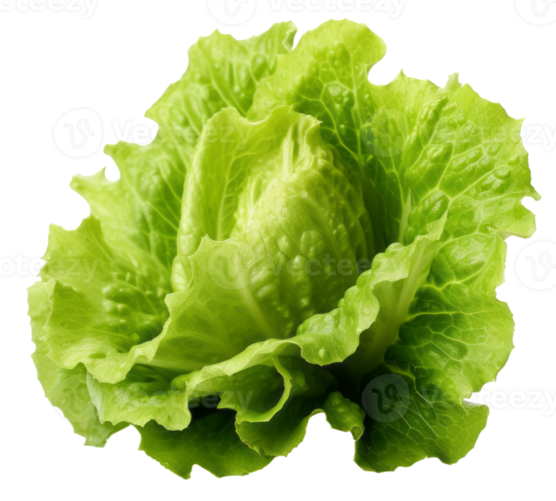 lettuce isolated on transparent background png