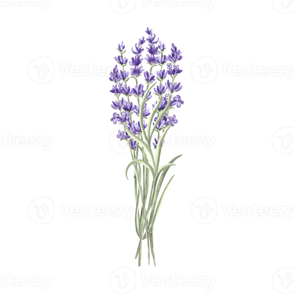 lavendel bloemen bundel Purper, voorjaar waterverf illustratie. geïsoleerd hand- getrokken provence bloemen boeket. botanisch tekening sjabloon voor kaart, het drukken verpakking of servies, textiel, borduurwerk. png