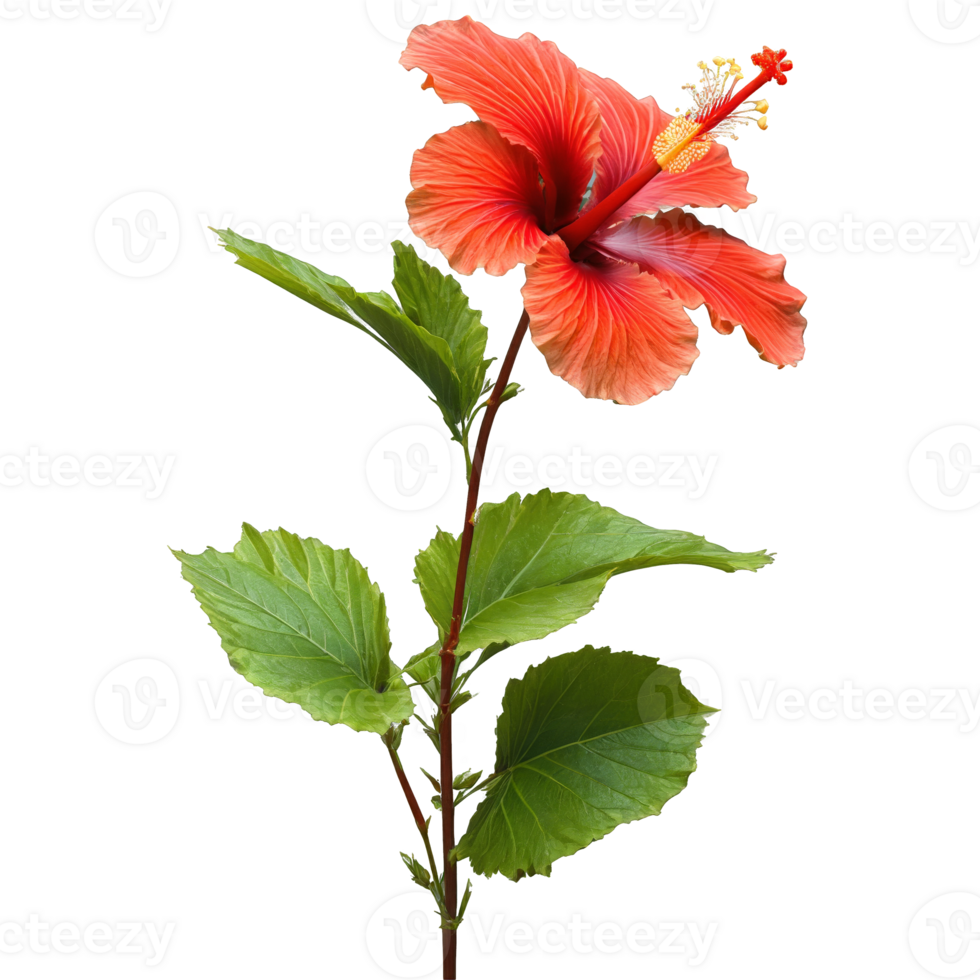 Red hibiscus large overlapping petals with prominent veining central stamen column Hibiscus coccineus png