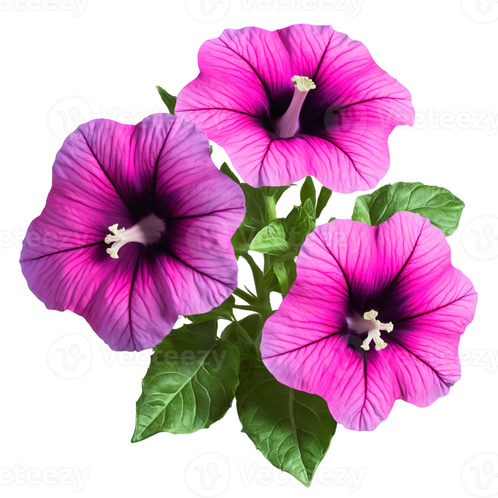 Pink petunia funnel shaped flowers with fused petals dark veining Petunia x hybrida png