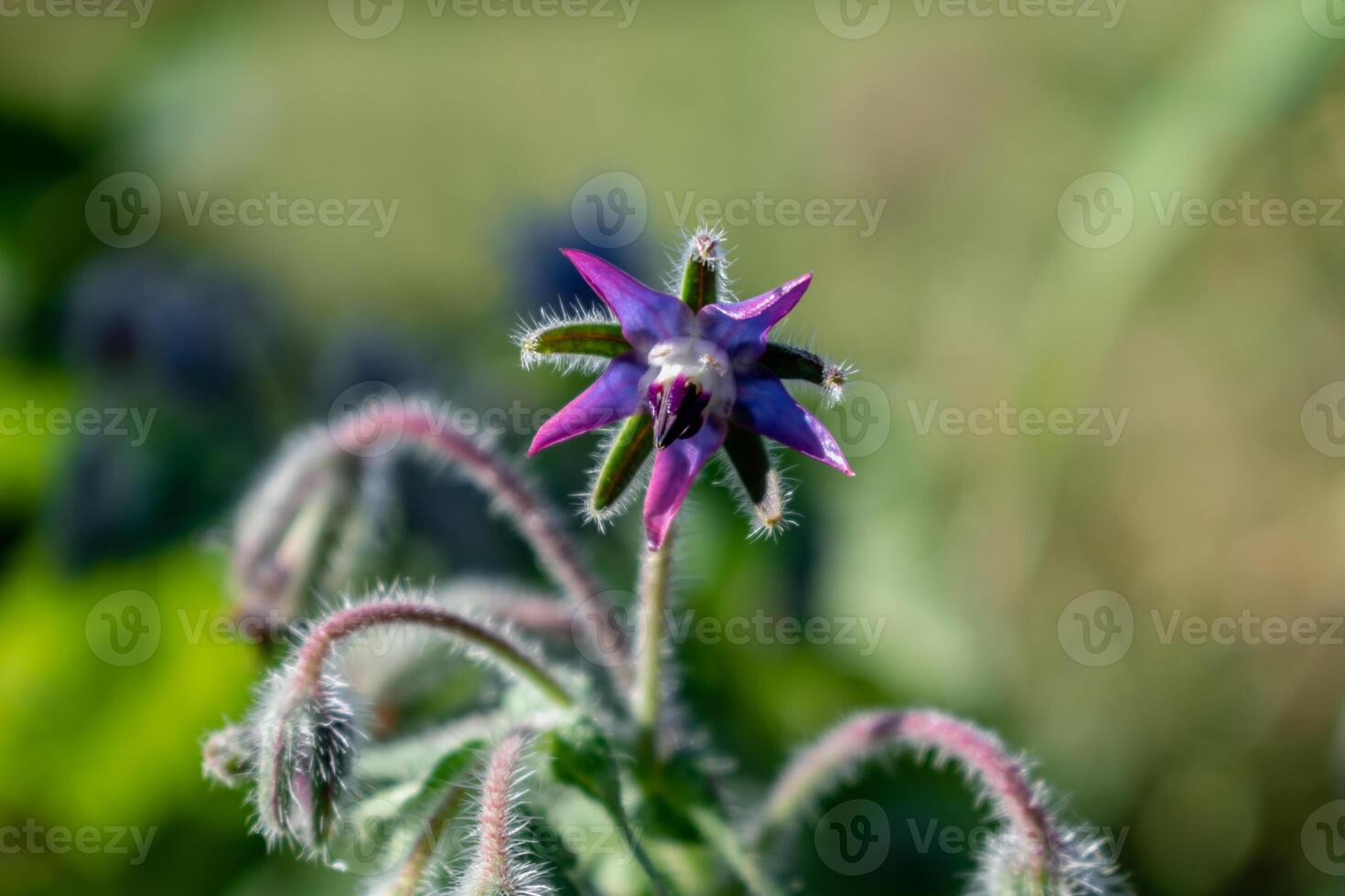 Borage flower for cooking, salad, soup, herbal infusion, borago officinalis photo