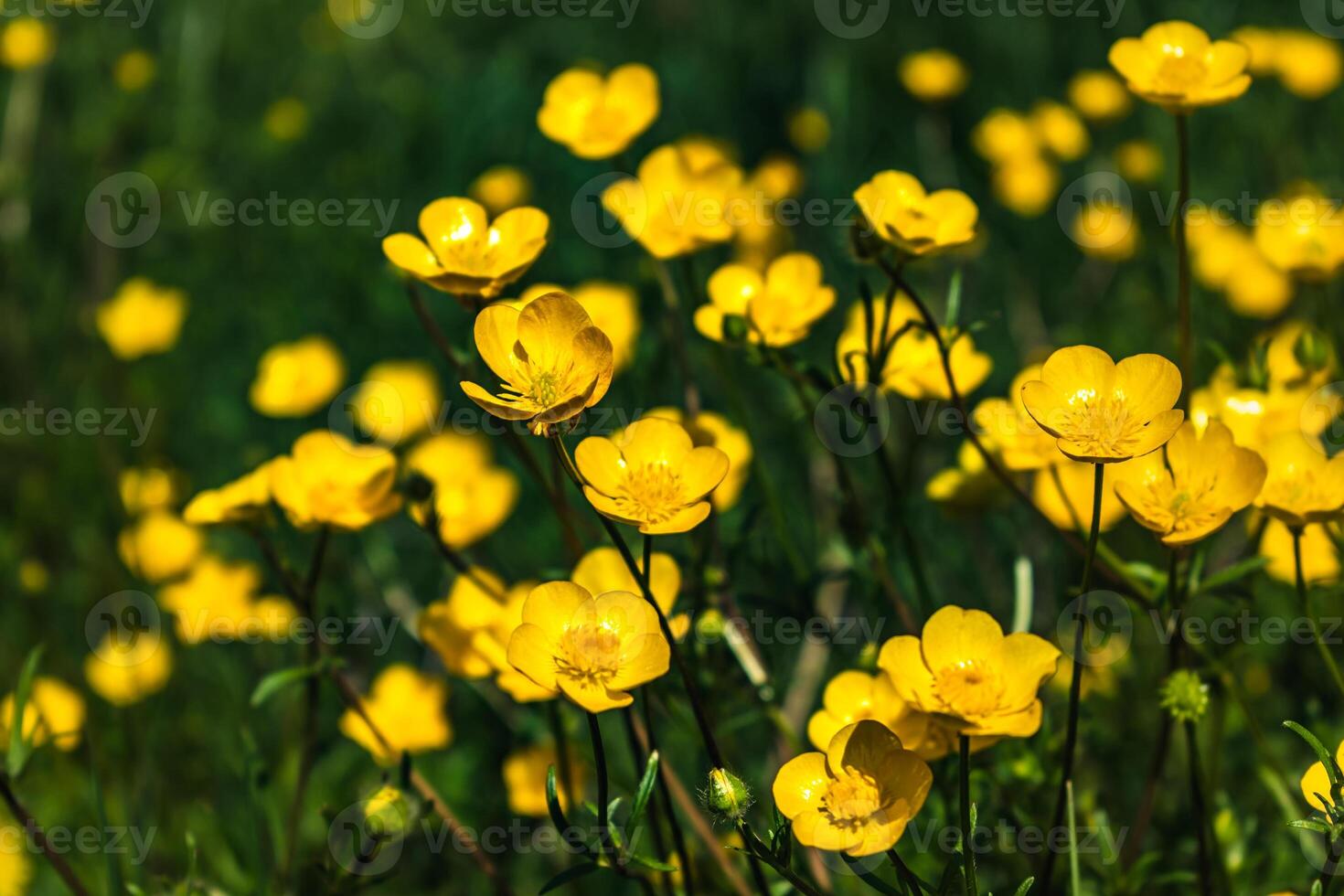 Buttercup or creeping buttercup in a garden in spring, ranunculus repens photo