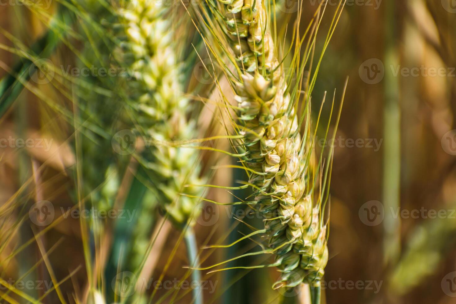 Ears of wheat in a cereal field in summer, stem and grain photo