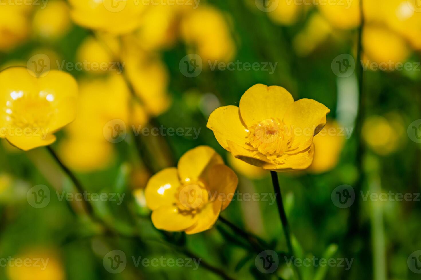 Buttercup or creeping buttercup in a garden in spring, ranunculus repens photo