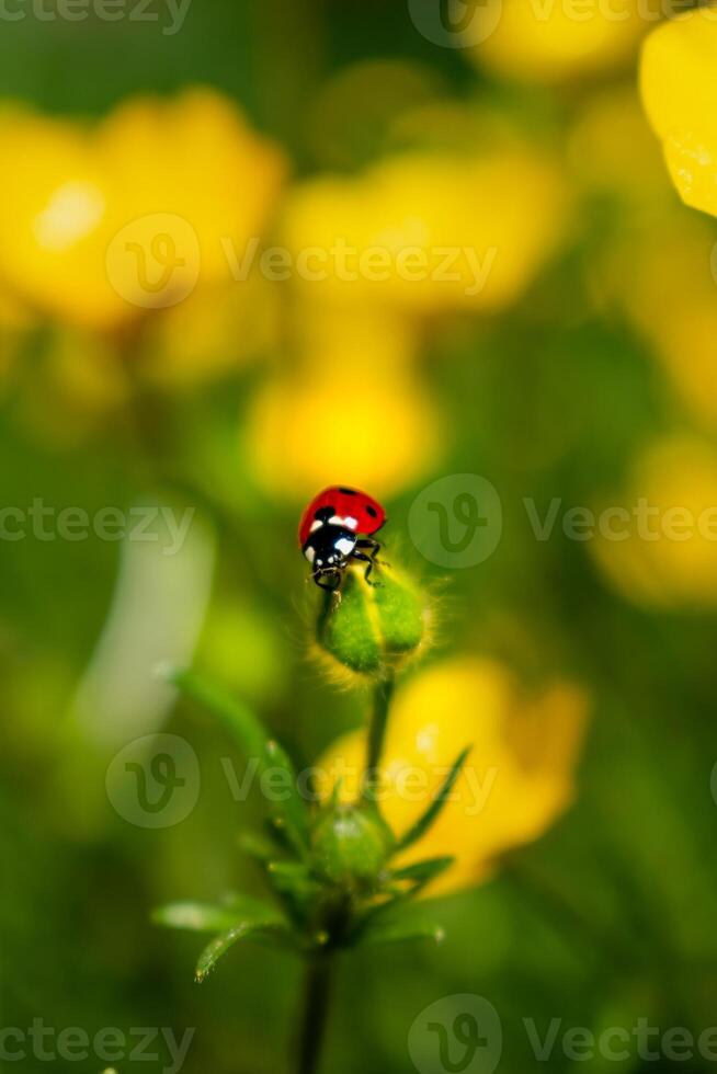 Buttercup with ladybug in a garden in spring, ranunculus repens photo