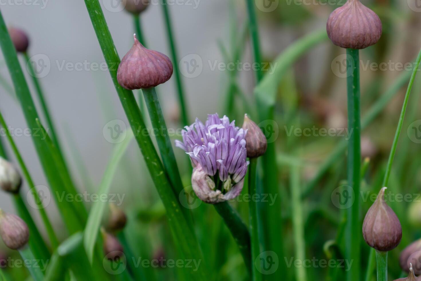 cebollín en flor y con brotes, allium Schoenoprasum foto