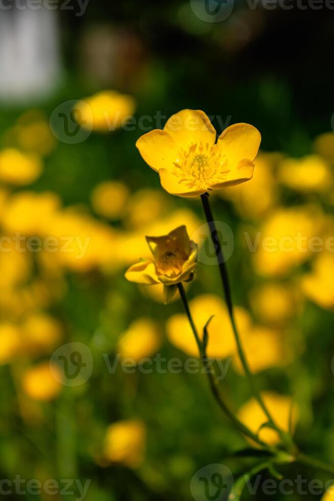 Buttercup or creeping buttercup in a garden in spring, ranunculus repens photo