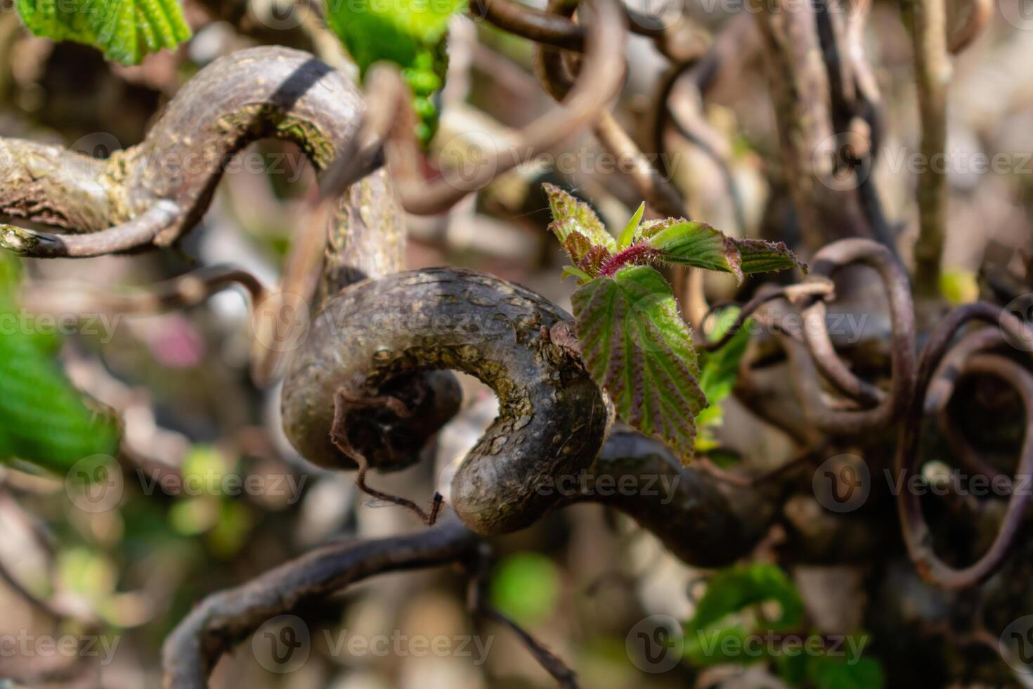 Twisted hazel tree in spring with wavy branches and growing foliage, corylus avellana contorta photo