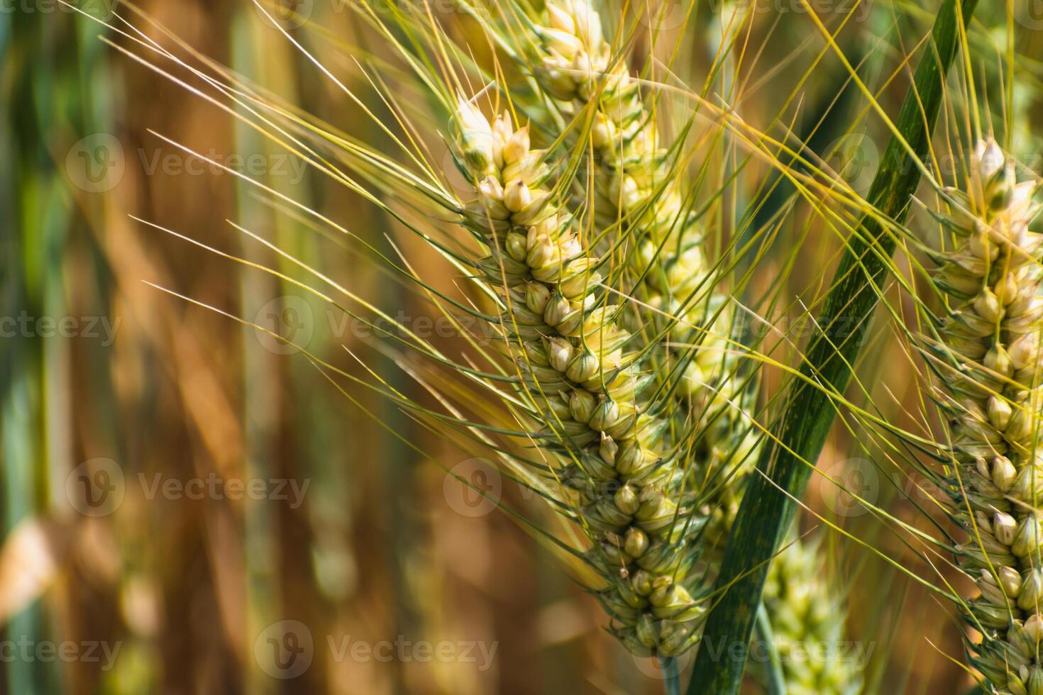 Ears of wheat in a cereal field in summer, stem and grain photo