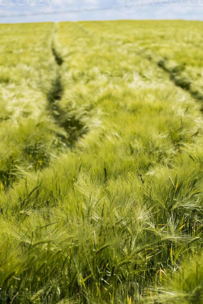 Beautiful green barley field in midsummer with lots of sunshine and blue sky, hordeum photo