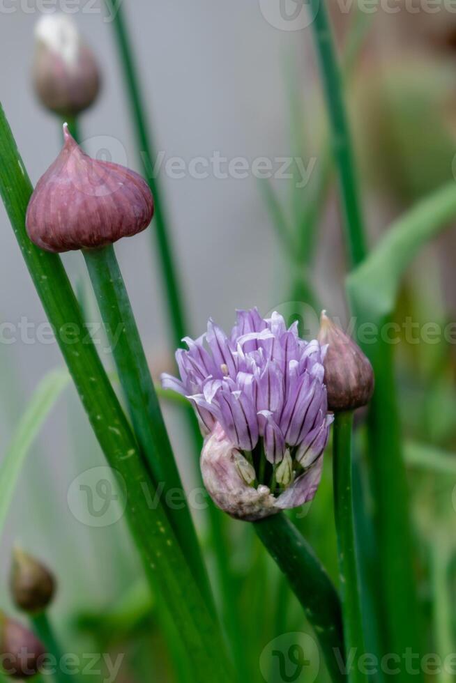 cebollín en flor y con brotes, allium Schoenoprasum foto